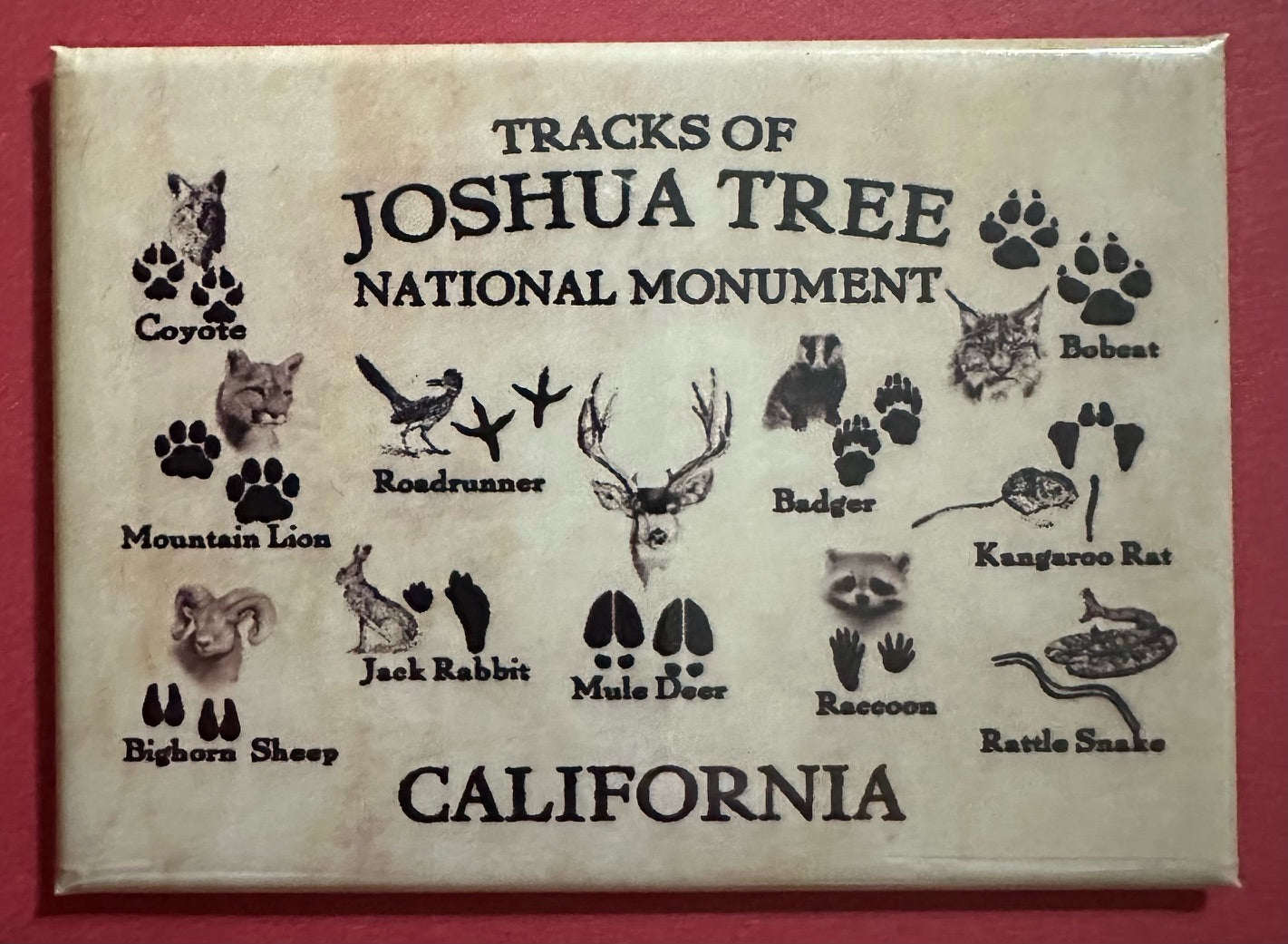 Joshua Tree Animal Track Magnet